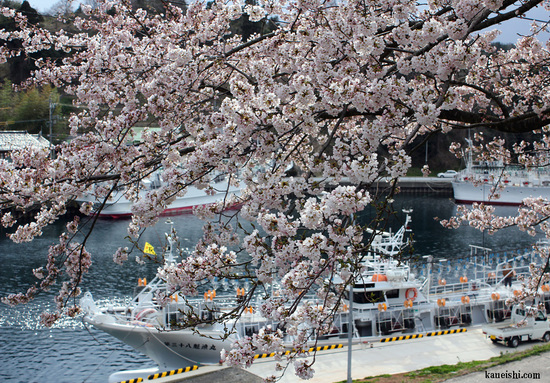 樹木1本あたりの花付きがいい奈古浦の桜