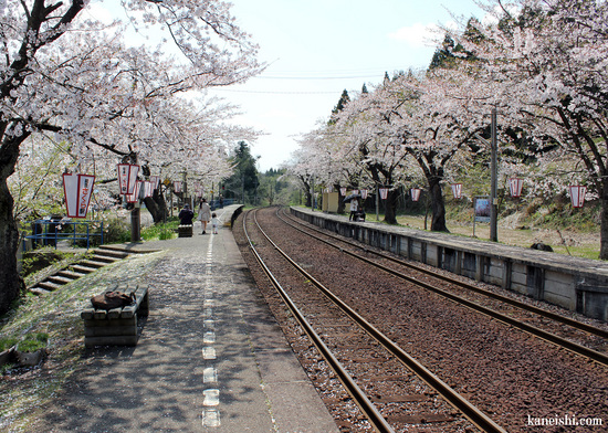 満開になれば駅全体が桜色に染まります