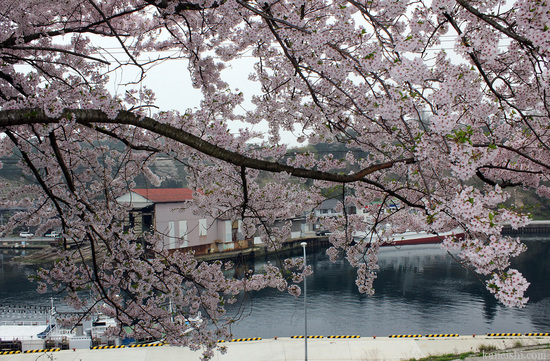 海岸縁に映える満開の桜