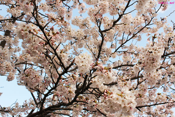 2011年小木の桜