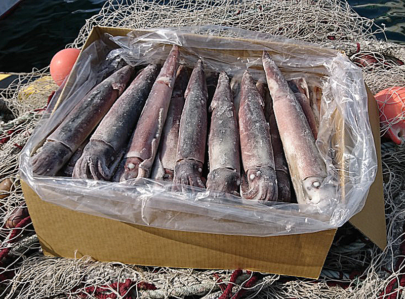 新鮮 安心な船凍イカ 能登の海産物の製造 販売 カネイシ 新鮮 安心な船凍イカ 能登の海産物の製造 販売 カネイシ